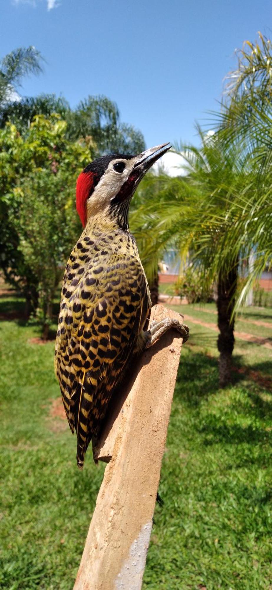 Pousada Estancia Mineira Guapé Eksteriør bilde